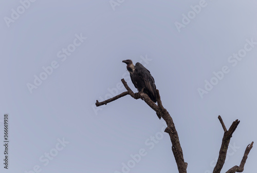 White Rumped Vulture Scavenging Bird of Prey Perched on a Dead Tree Branch