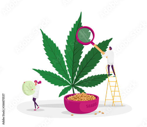 Scientist Characters Checking Hemp Plant and Seeds in Greenhouse. Herbal Alternative Medicine Concept, Cbd Cannabis Oil