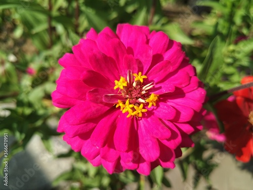 red and pink flower