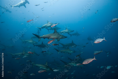 school of Hammer Head sharks, Darwin's Arch, Galapagos Islands