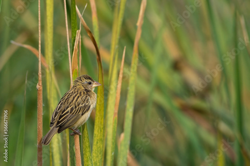 Baya Weaver (Ploceus philippinus). They have a stout conical bill and a short square tail.Breeding males have a bright yellow crown, dark brown mask, blackish brown bill, upper parts are dark brown.