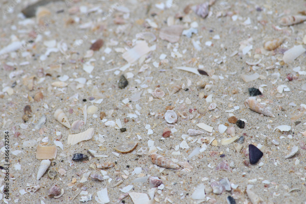 Sand with Broken Shells on a Beach Background. Silver Beach, Sydney Sand with Broken Shells on a Beach Background. Silver Beach, Sydney