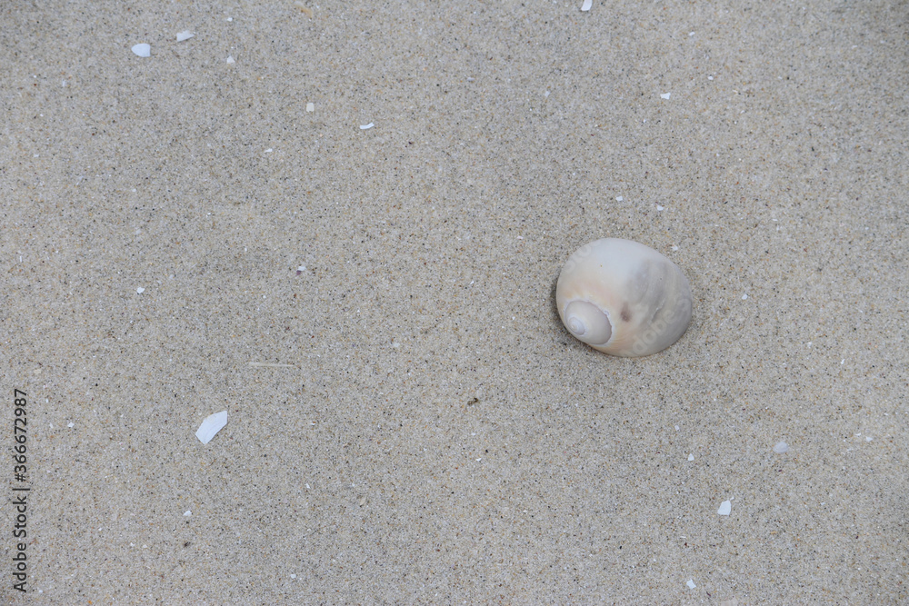 White seashell in sand on the beach. Gastropod seashell. Silver Beach, Sydney White seashell in sand on the beach. Gastropod seashell. Silver Beach, Sydney