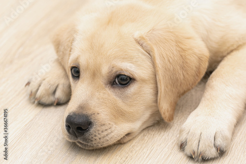 portrait of cute 3 month puppy Labrador dog laying on floor at home © Olya