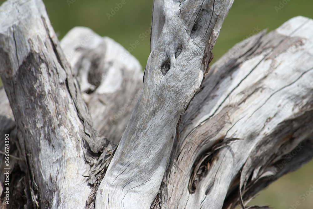 Grey drift wood / old tree by the sea. Silver Beach, Sydney.