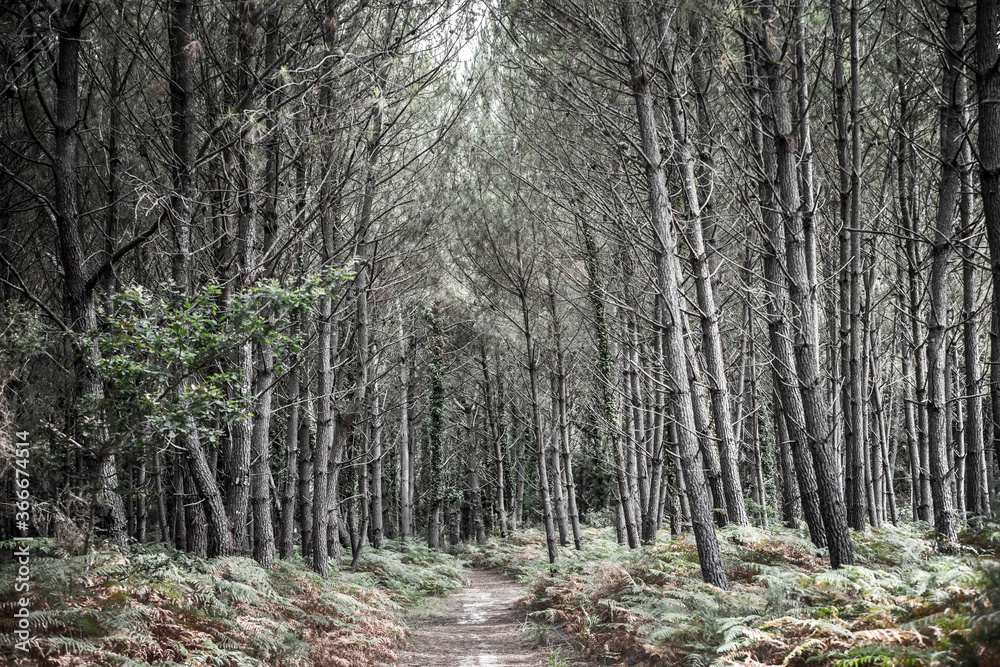 Fototapeta premium magnificent landscapes of the Landes forest in the south west of France