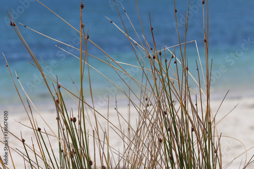 Common Rush or Soft Rush (Juncus effusus) (long grass like) and Beach Background in the Wind. Silver Beach, Sydney.