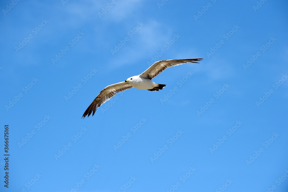 Seagull Flying in the Blue Sky