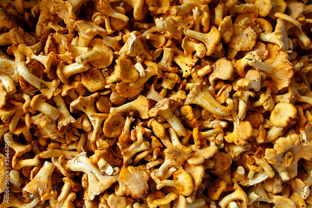Chanterelles. Forest mushrooms as a background image.