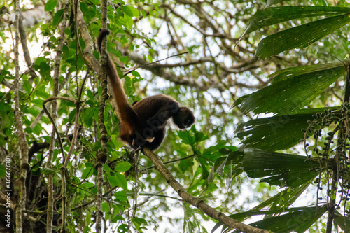 spider monkey in Costa Rica. © exs