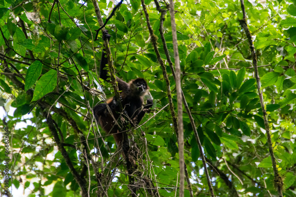 spider monkey in Costa Rica.