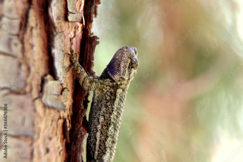 Common Garden Lizard on Tree Trunk