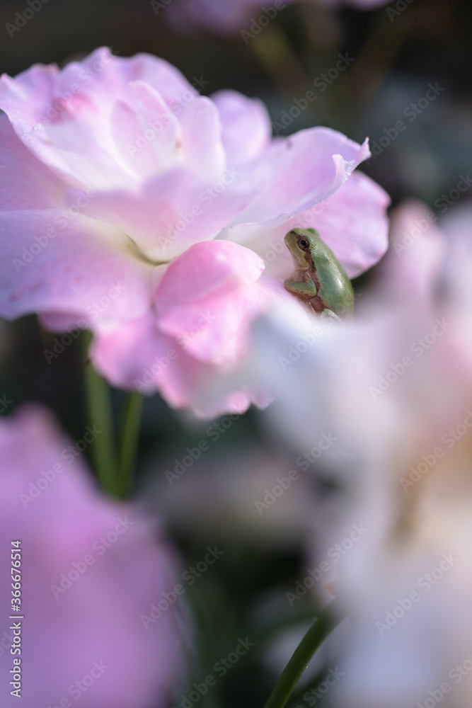 tree frog and roses tree frog and roses