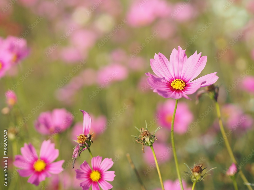 Cosmos flower pink color springtime in garden on blurred of nature background