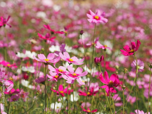 Cosmos flower pink color springtime in garden on blurred of nature background