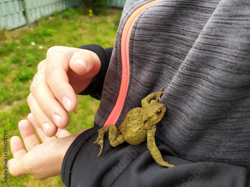 Young boy holding a green toad in his child hands with animal care to rescue his little amphibian friend with his european fingers in the garden pond and green skin like a green frog