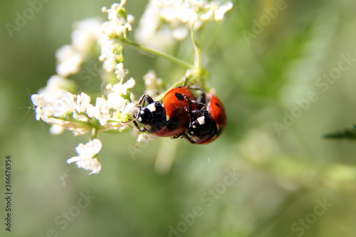 Ladybug Mating on Green and White Leaf © Stephen