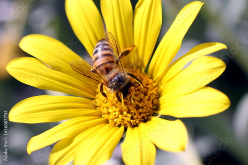 Bee on Bright Yellow Flower