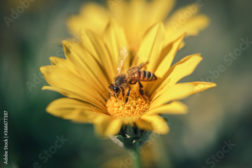 Bee on Bright Yellow Flower