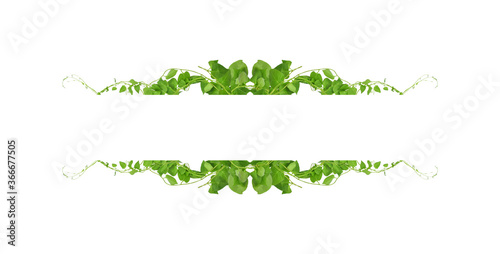 Green leaves nature frame border of devil's ivy or golden pothos the tropical foliage plant on white background