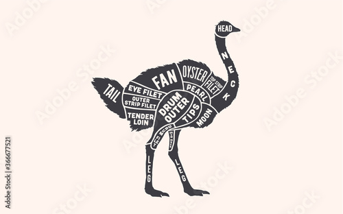 Ostrich. Butcher guide scheme. Ostrich Chart. Vintage retro print, ostrich silhouette, old school style. Poster for Butchery meat shop, Restaurant, Kitchen wall design, typography. Vector Illustration