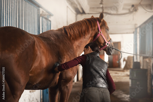 Obraz na plátně Woman grooming brushes horse out and prepares after ride in stall