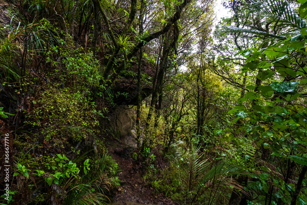 Fototapeta premium Forest trail in Dome Forest (New Zealand)