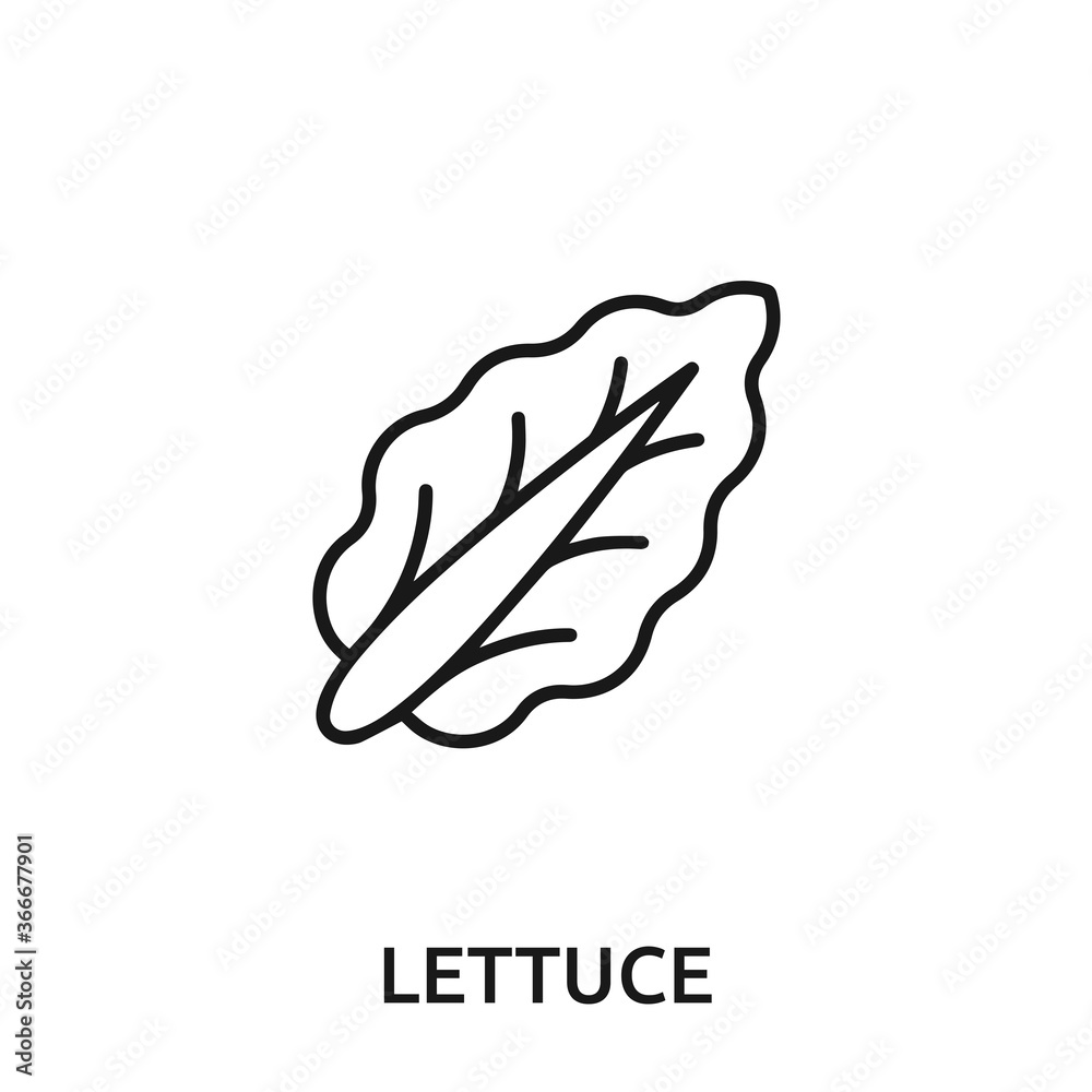 lettuce icon vector. lettuce sign symbol for modern design. lettuce icon vector. lettuce sign symbol for modern design.