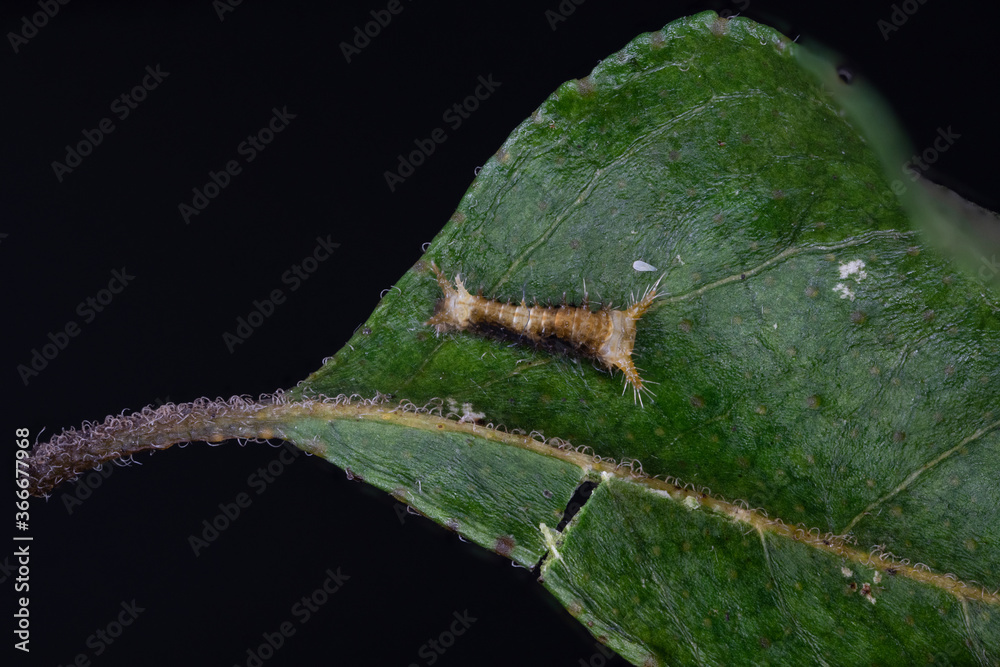common mormon caterpillar