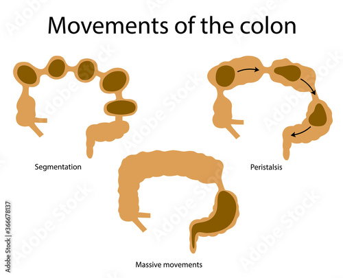 Movements of the colon