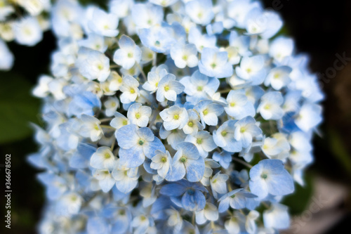 水色の花 満開