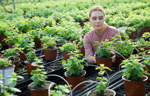 Cheerful woman controlling quality of Mint plants in greenhouse farm