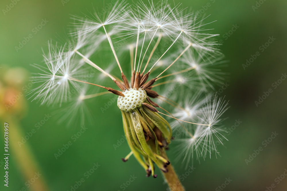Close up Dandelion Views
