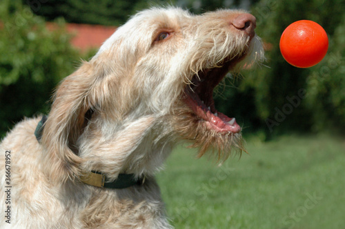 White-orange spinone dog graps a flying orange ball thrown from a flyball machine photo
