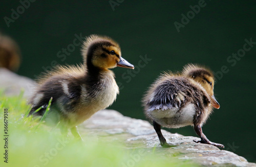 Mallard ducklings out exploring the river
