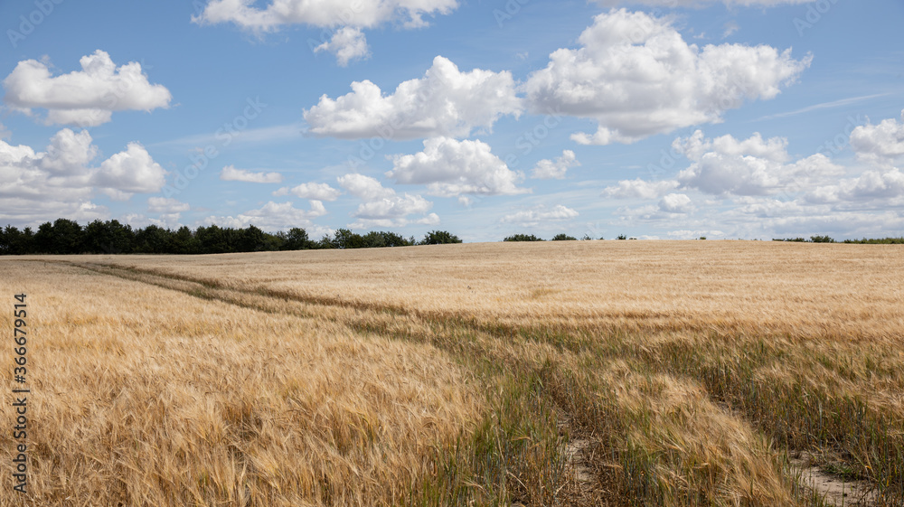 wheat field with blue sky and clouds