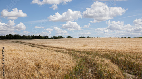 wheat field with blue sky and clouds