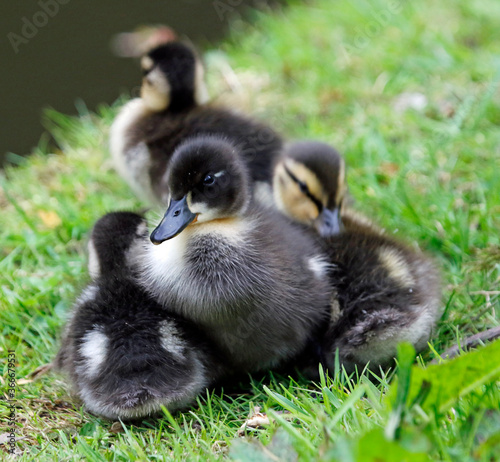 Mallard ducklings out exploring the river © Stephen
