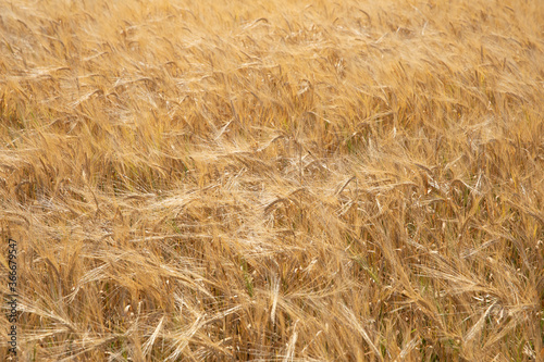 wheat field with blue sky and clouds