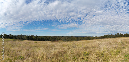 Beautiful paranomic view of a park with wild grass  tall trees in the background and a deep blue puffy sky  Rouse Hill Regional Park  Rouse Hill  New South Wales  Australia