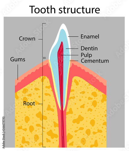 tooth structure