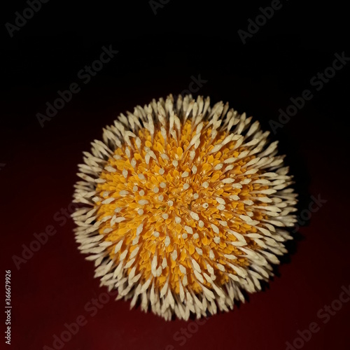 dandelion flower on black background