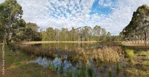 Photography Beautiful panoramic view of a pond with wild grass, tall trees in the background