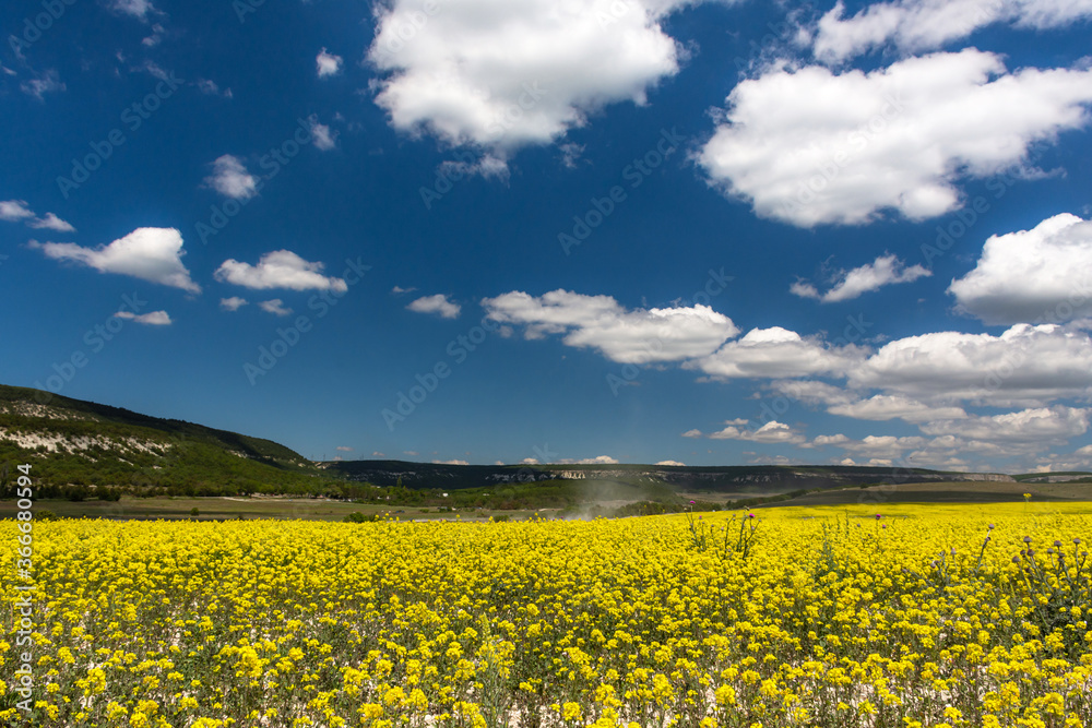 Rapeseed field on a bright Sunny day. Summer landscape with yellow flowers. Growing an agricultural product. Rapeseed oil. Mustard and canola are the differences.