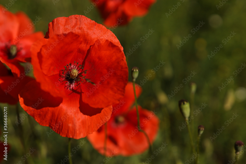 Obraz premium red Poppy Against green grass , close up , vertical shot