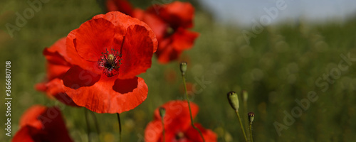 red poppies in the field. against a background of green grass. close-up. with space for text on the right