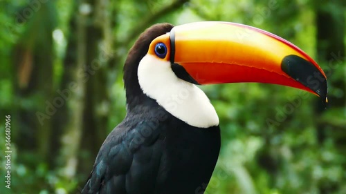 close up of the beak of a toco toucan /tucan (Ramphastos toco) tropical bird species from south america / Iguazu Argentina