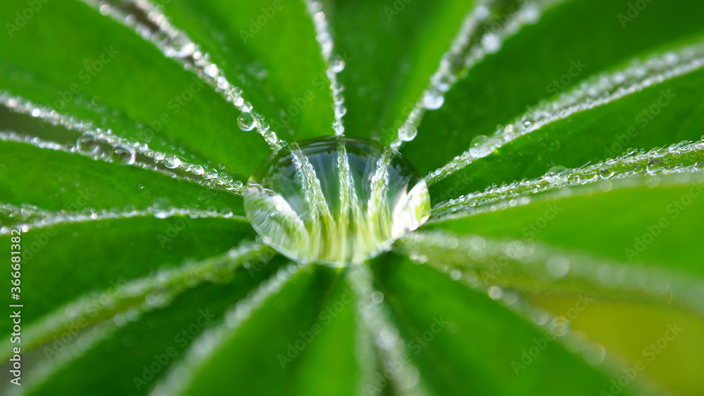 Dewdrop on a green leaf. Leaves with a drop of rain macro. Dewdrop on a green leaf. Leaves with a drop of rain macro.