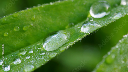 Dewdrop on a green leaf. Leaves with a drop of rain macro.