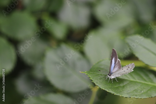 触角がとても美しいルリシジミ蝶 A butterfly named Holly Blue with beautiful antennae. © chie